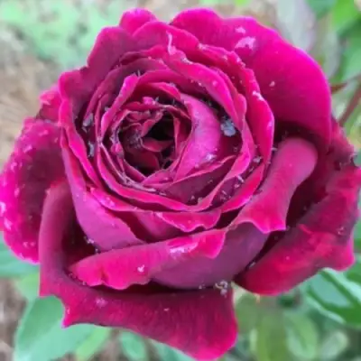 Роза РОЯЛ ПАЛАС японская в Могилёве