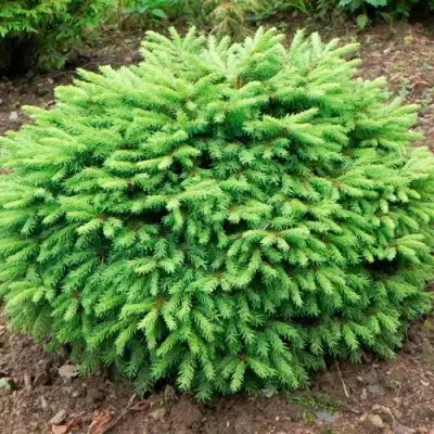 Ель НИДИФОРМИС обыкновенная в Могилёве