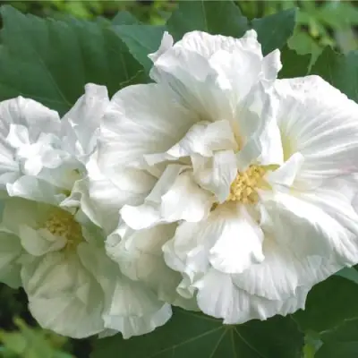 Гибискус АДМИРАЛ ДЕВЕЙ сирийский в Могилёве