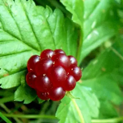 Княженика ЭЛПЕ в Могилёве