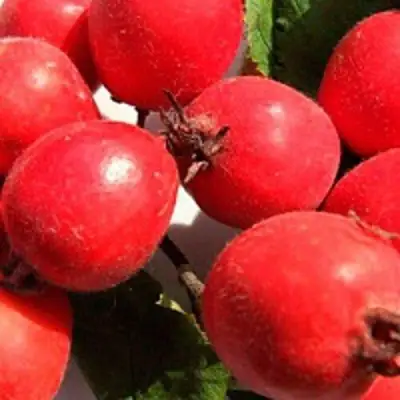 Боярышник КРУПНОПЛОДНЫЙ в Могилёве