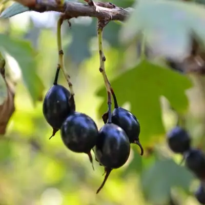 Смородина золотистая ДУСТЛИК в Могилёве