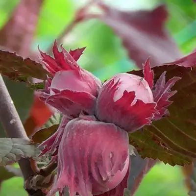 Фундук КАРДИНАЛ в Могилёве