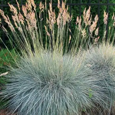 Овсянница ЭЛАЙДЖА БЛЮ в Могилёве