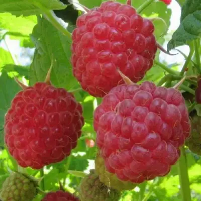 Малина НОВОСТЬ КУЗЬМИНА в Могилёве