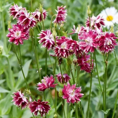 Аквилегия БАРЛОУ НОРА гибрид МакКаны в Могилёве