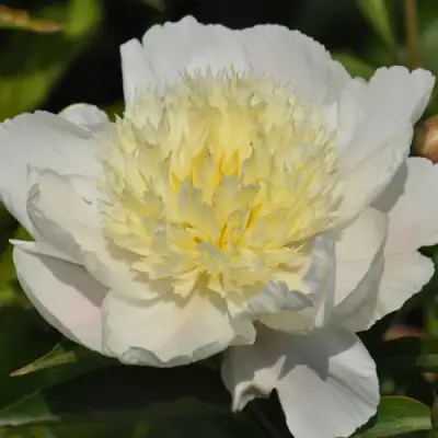 Пион ЗОЛОТАЯ ШПИЛЬКА травянистый в Могилёве