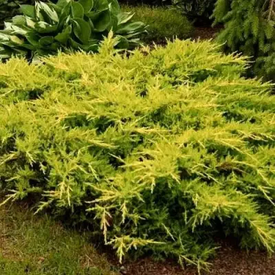 Можжевельник МОРДИГАН ГОЛД средний в Могилёве
