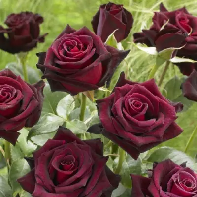 Роза БЛЭК БАККАРА чайно-гибридная в Могилёве