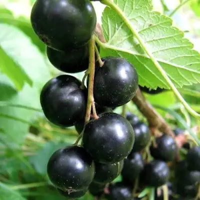 Смородина черная ЧЕРНООКАЯ в Могилёве