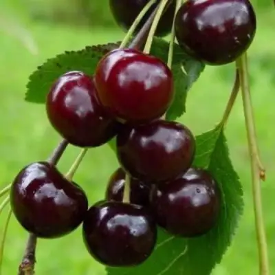 Вишня ЛАСУХА в Могилёве