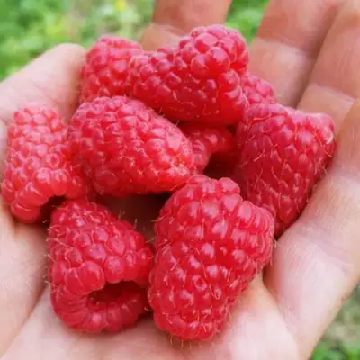 Малина ТУЛАМИН в Могилёве