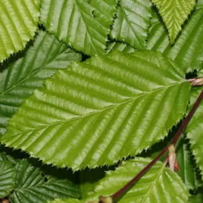 Граб японский в Могилёве