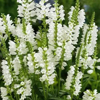 Физостегия АЛЬБА виргинская в Могилёве