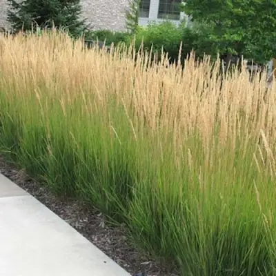 Вейник КАРЛ ФОРСТЕР остроцветковый в Могилёве