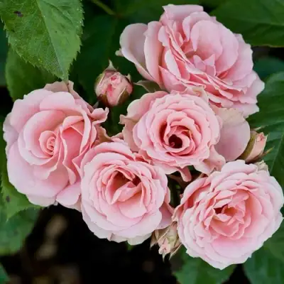 Роза КЛАССИК ЛИДИЯ спрей в Могилёве