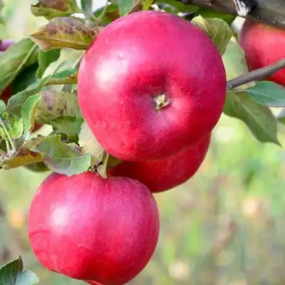 Яблоня АЙДАРЕД в Могилёве