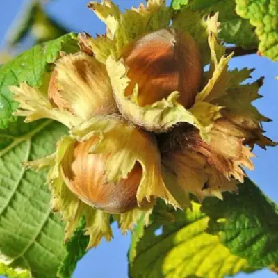 Фундук ТОНДА РОМАНА в Могилёве