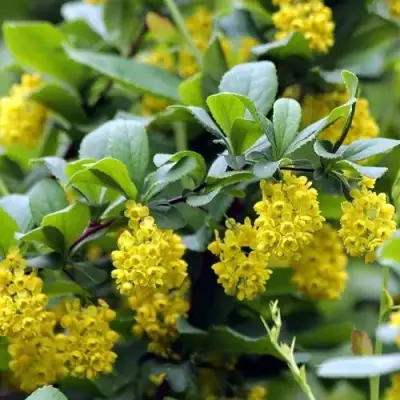 Барбарис корейский в Могилёве