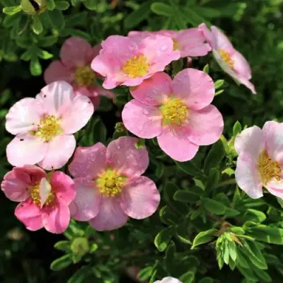 Лапчатка ЛАВЛИ ПИНК кустарниковая в Могилёве