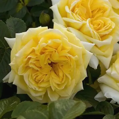 Роза НАДЯ МЕЙДИЛАНД почвопокровная в Могилёве