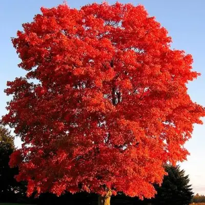 Дуб красный в Могилёве