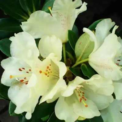 Рододендрон ГОЛДКРОН в Могилёве