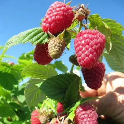 Малина ЕВРАЗИЯ в Могилёве