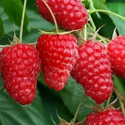 Малина КАСКАД ДЕЛАЙТ в Могилёве