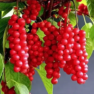 Лимонник САДОВЫЙ 1 китайский  в Могилёве