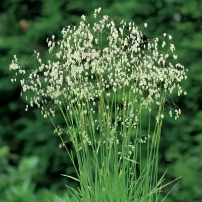 Трясунка средняя в Могилёве