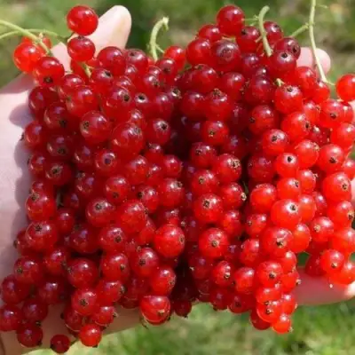 Смородина красная РЕД ПУЛ в Могилёве