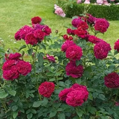 Роза МАНСТЕД ВУД английская в Могилёве