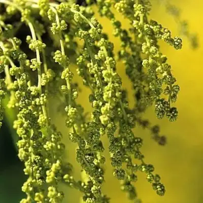 Дуб скальный в Могилёве