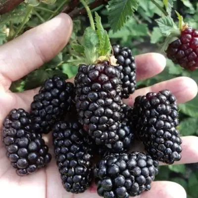 Ежевика ЛОХ НЕСС бесшипная  в Могилёве