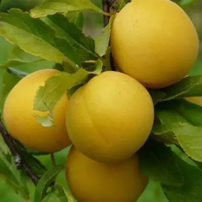 Слива СОЛНЫШКО в Могилёве