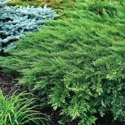 Можжевельник РОКЕРИ ДЖЕМ казацкий  в Могилёве