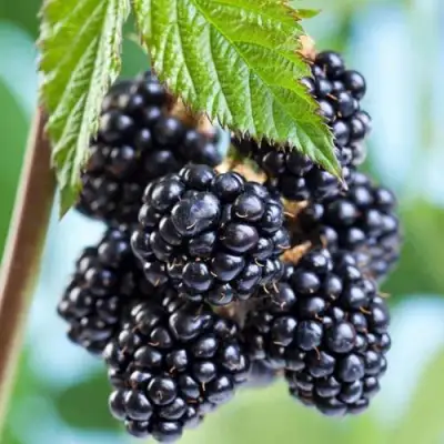 Ежевика БЛЭК САТИН бесшипная  в Могилёве