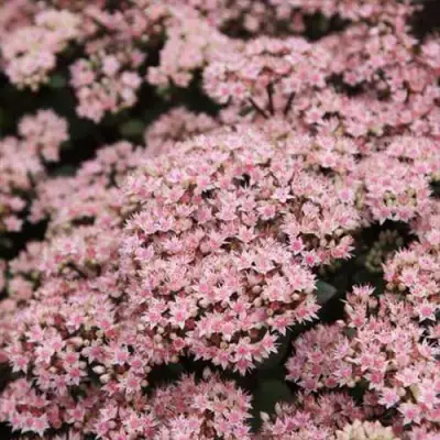 Очиток (седум) МАТРОНА в Могилёве