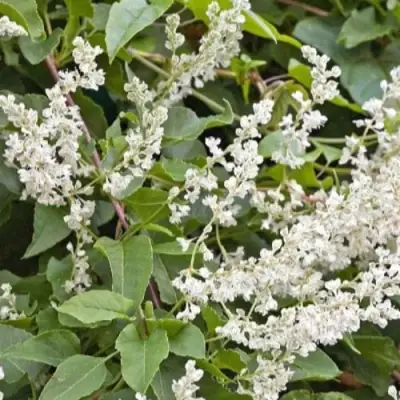 Фаллопия АУБЕРТА в Могилёве