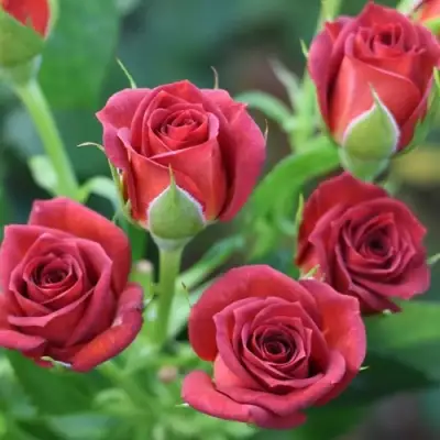 Роза ЧОКОЧИНО спрей в Могилёве