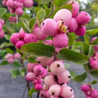 Снежноягодник ФИЕСТА БЕРРИ доренбоза в Могилёве