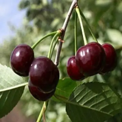 Вишня ВЛАДИМИРСКАЯ в Могилёве