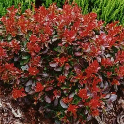 Барбарис КАРМЕН тунберга в Могилёве