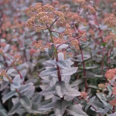 Очиток (седум) РЭЙН КСЕНОКС видный в Могилёве