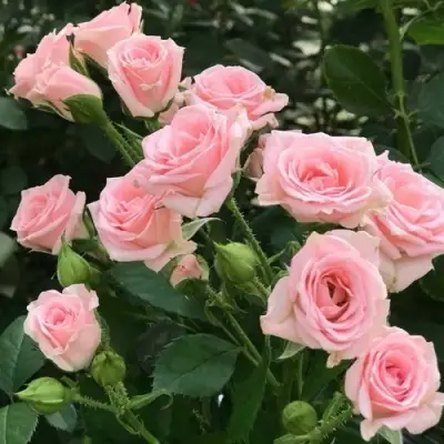 Роза КЛАССИК ЛИДИЯ спрей в Могилёве