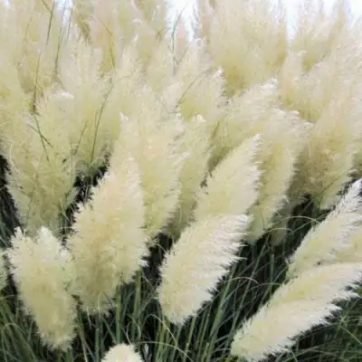 Кортадерия белая (пампасная трава) в Могилёве