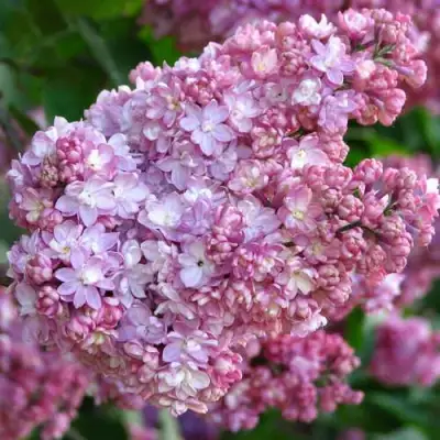 Сирень ПАМЯТЬ О ВЕХОВЕ в Могилёве