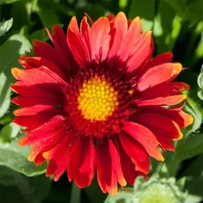 Гайлардия АРИЗОНА РЕД ШЕЙДС в Могилёве