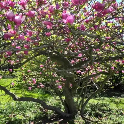 Магнолия СУЛАНЖА в Могилёве